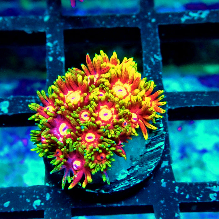 Ultra Contrast Goniopora Frag