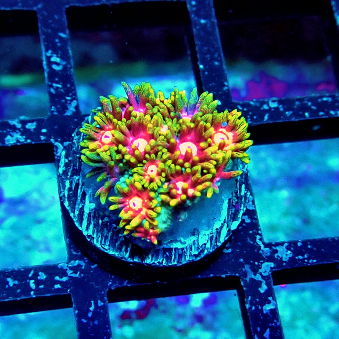 Ultra Contrast Goniopora Frag