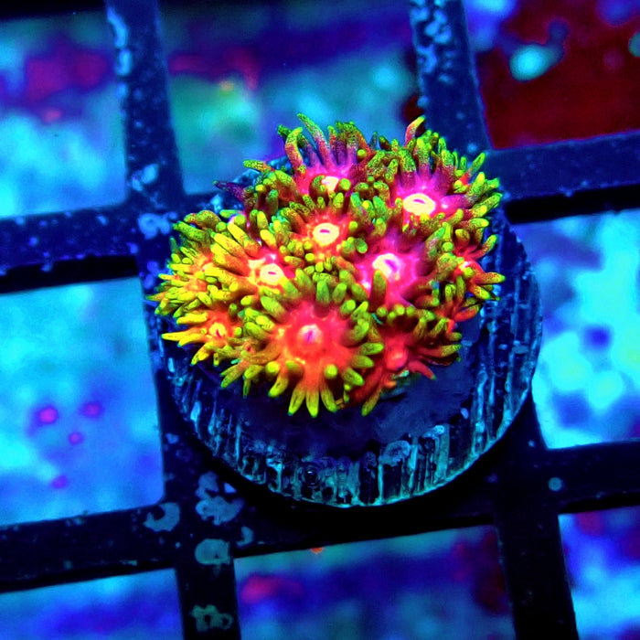 Ultra Contrast Goniopora Frag
