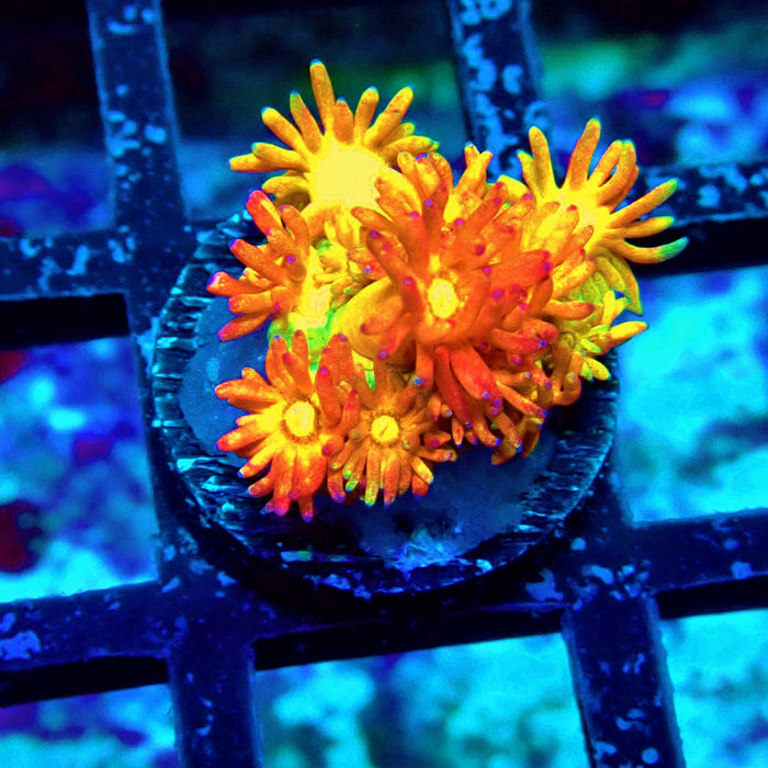 Rainbow Goniopora Frag (1)