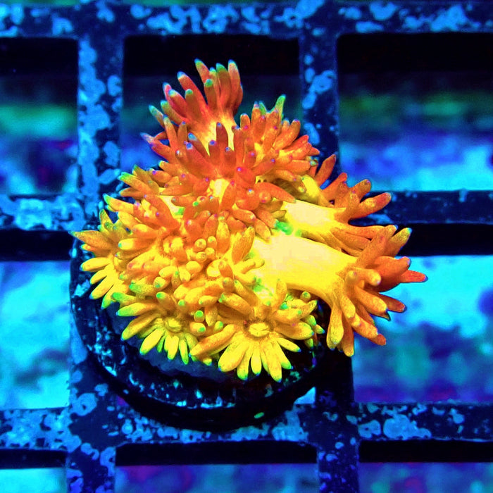 Rainbow Goniopora Frag (1)