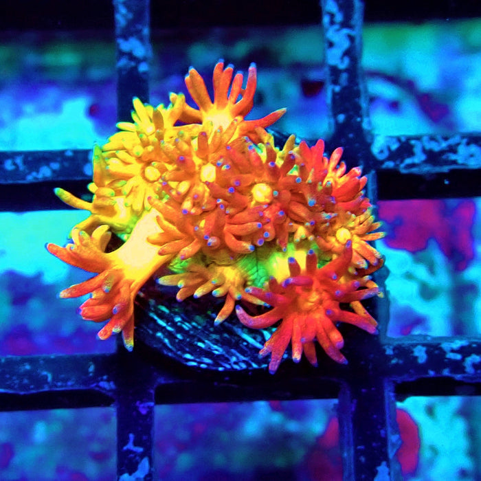 Rainbow Goniopora Frag (1)