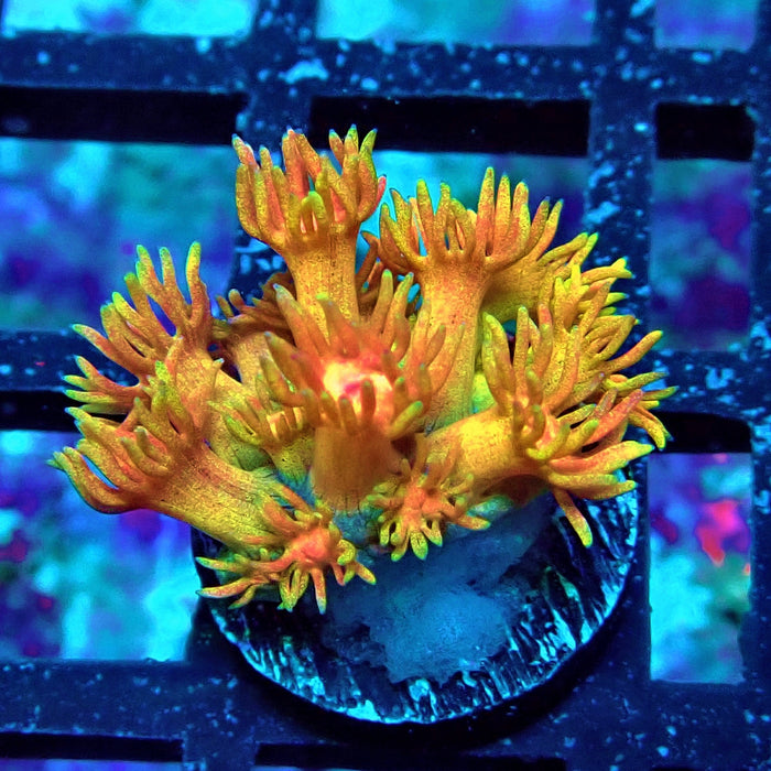 Rainbow Goniopora Frag (2)