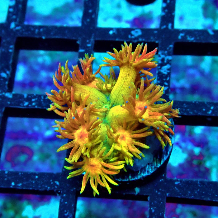 Rainbow Goniopora Frag (2)