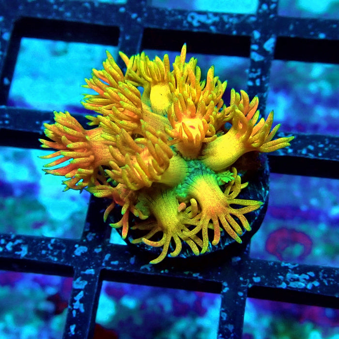 Rainbow Goniopora Frag (2)