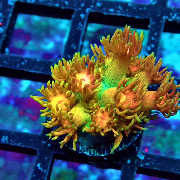 Rainbow Goniopora Frag (2)