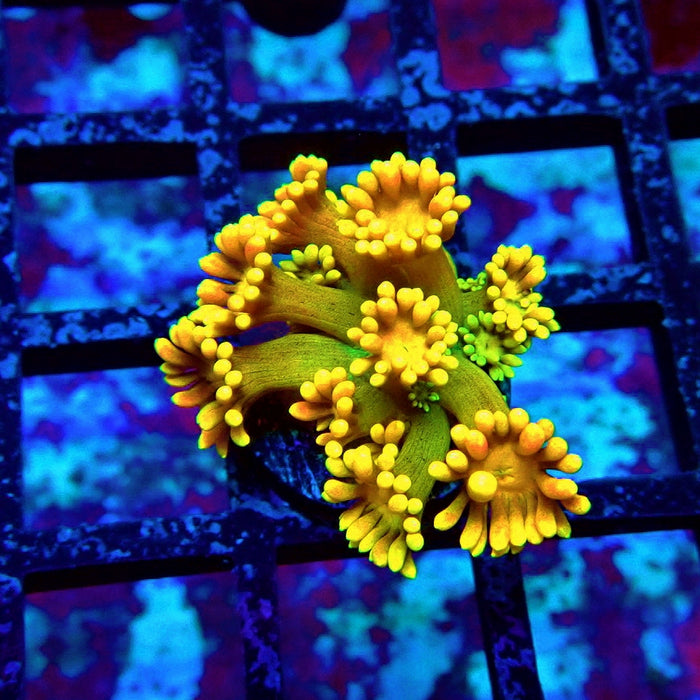 Gold Yellow Goniopora Frag