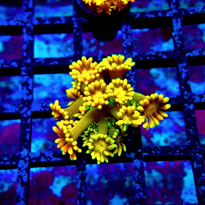 Gold Yellow Goniopora Frag