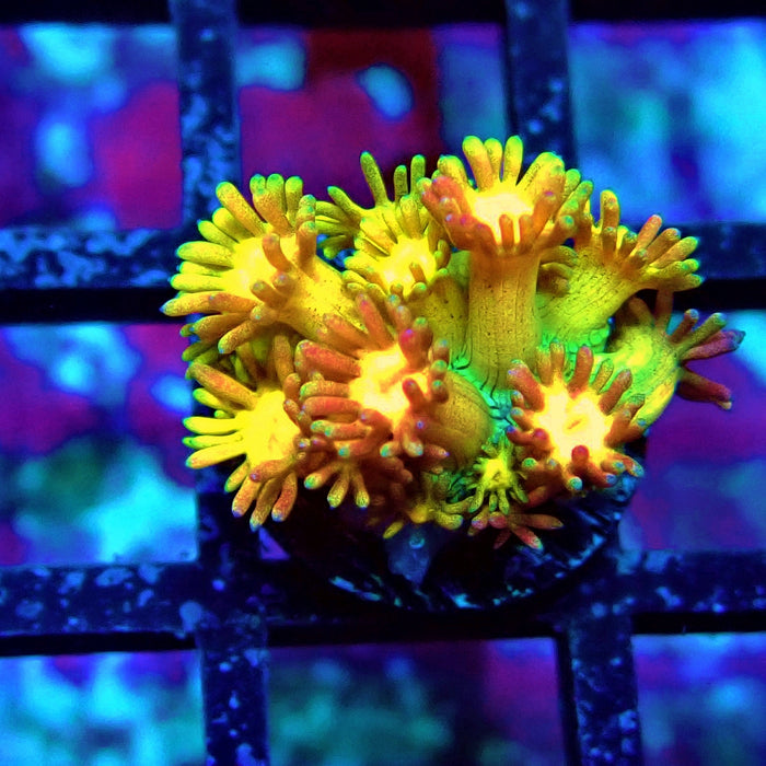 Rainbow Goniopora Frag (3)