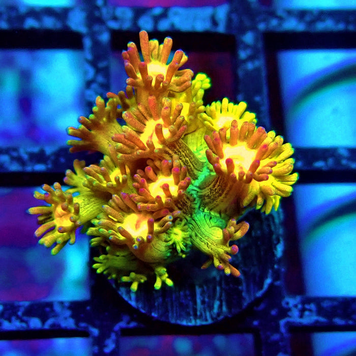Rainbow Goniopora Frag (3)