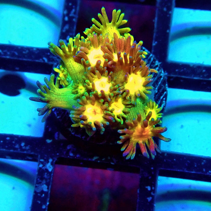 Rainbow Goniopora Frag (3)