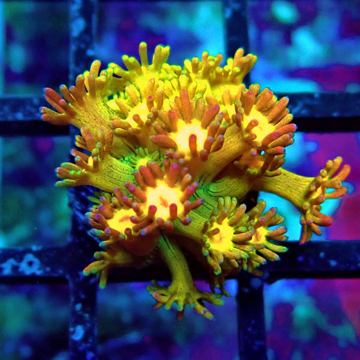 Rainbow Goniopora Frag (3)