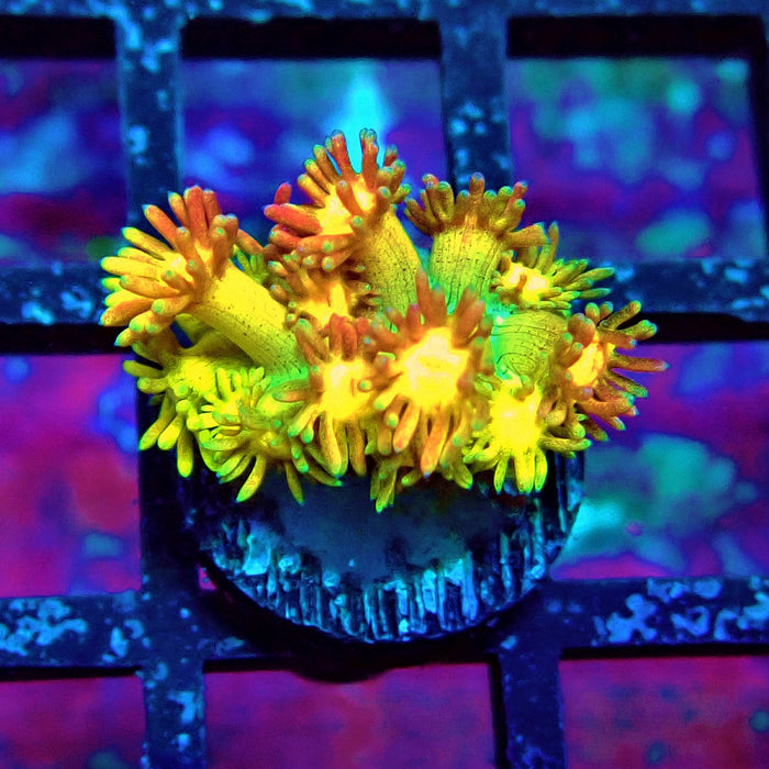 Rainbow Goniopora Frag (3)