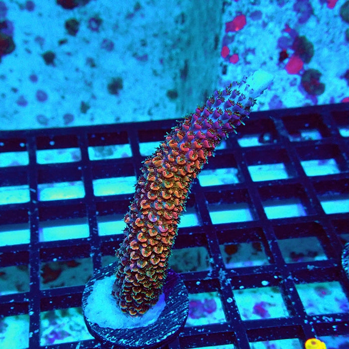 Wild Golden Stallion Stag Acro