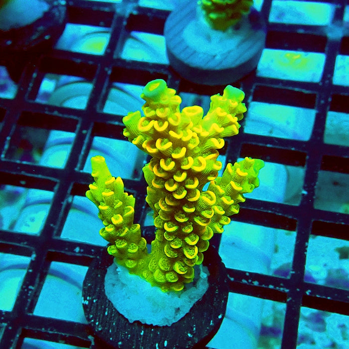 Tenuis Crazy Bright Yellow Red Scales Premium Acro