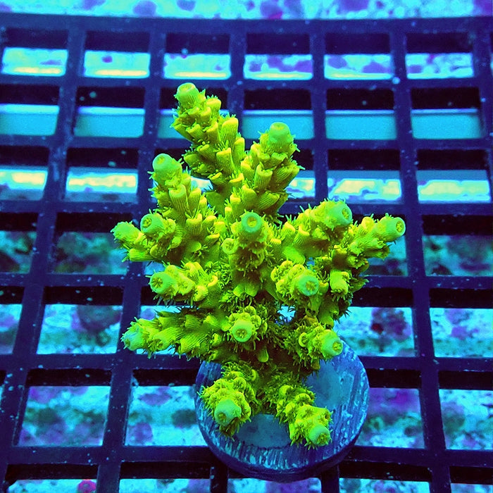 Tenuis Ultra Green Acro