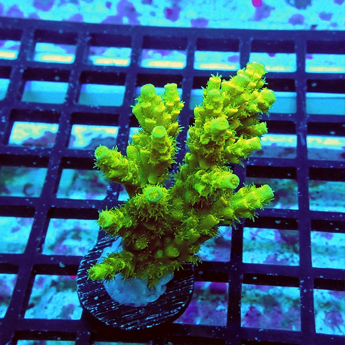 Tenuis Ultra Green Acro