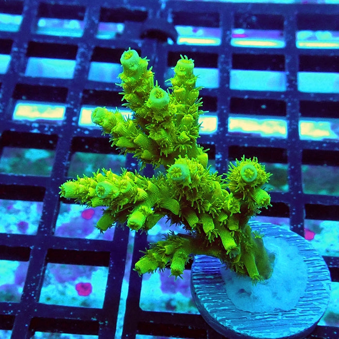 Tenuis Ultra Green Acro