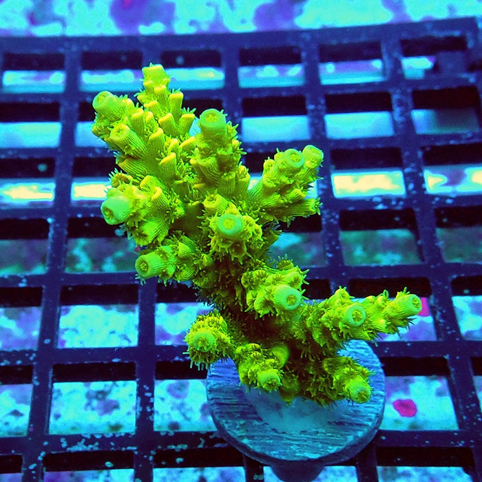 Tenuis Ultra Green Acro