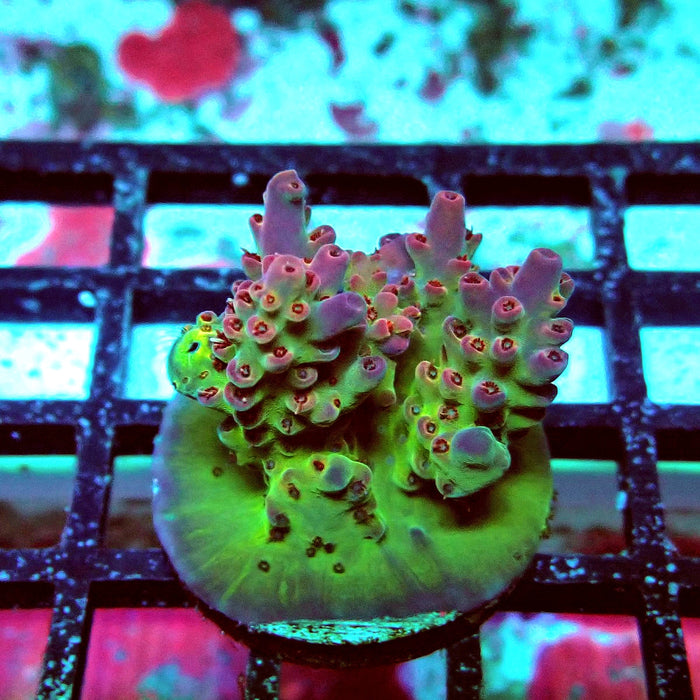 Colorful Contrasting Acro Frag