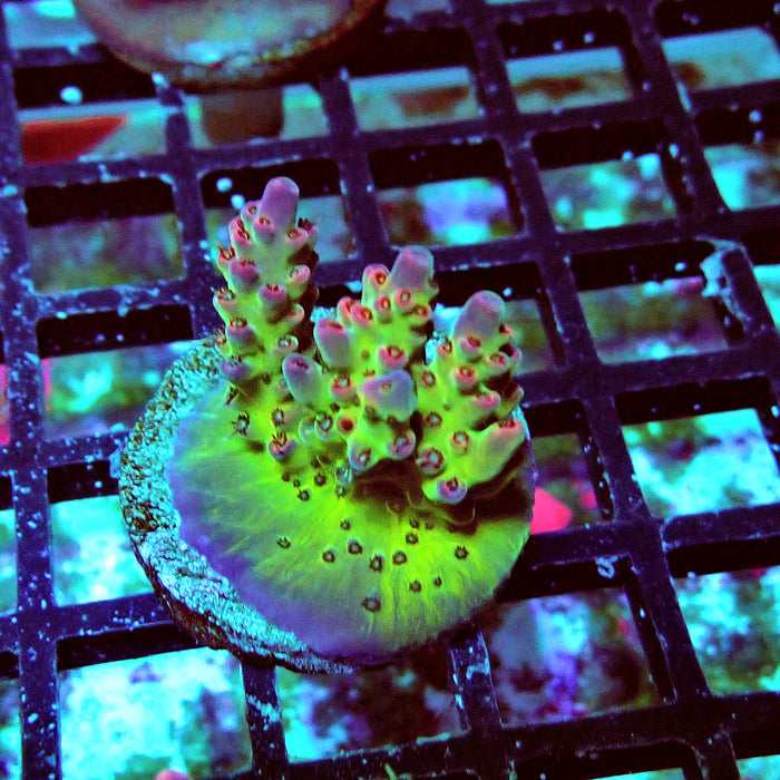 Colorful Contrasting Acro Frag