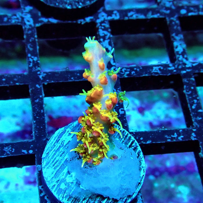 REx Celestial Fire Acro