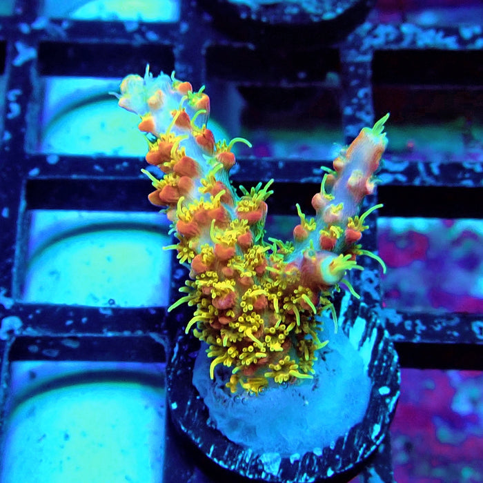 REx Celestial Fire Acro