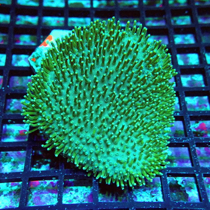 Leather Toadstool Green Coral