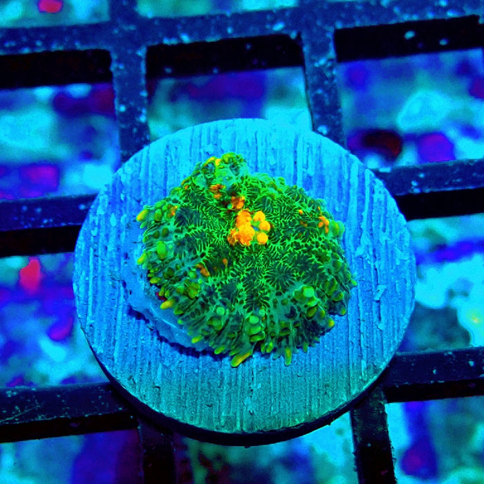 Rhodactis Bubble Orange Mouth