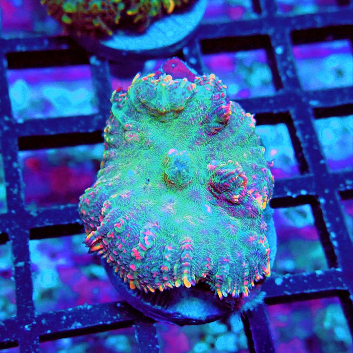 Rhodactis Mint Rainbow