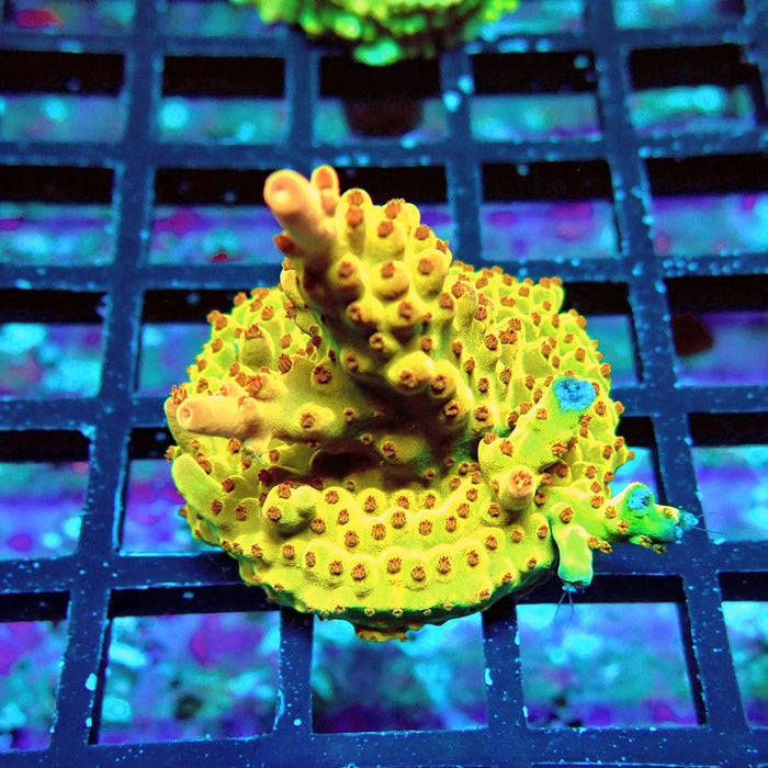 Acro Frag Aquaculture