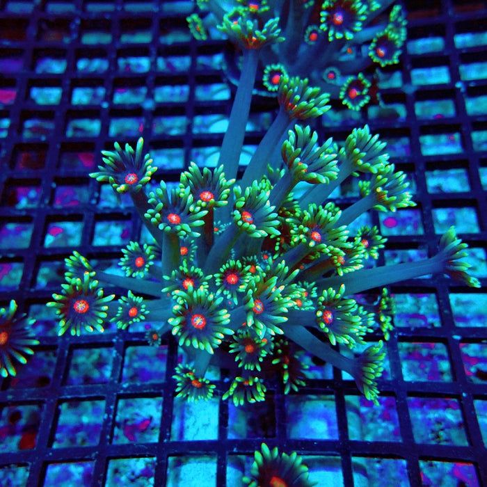Goniopora Blue Red Middle XL Polyp