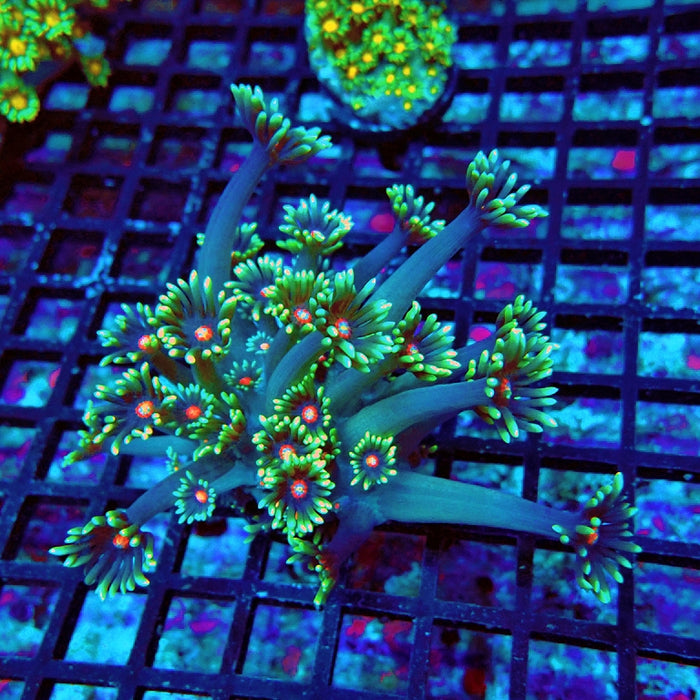 Goniopora Blue Red Middle XL Polyp