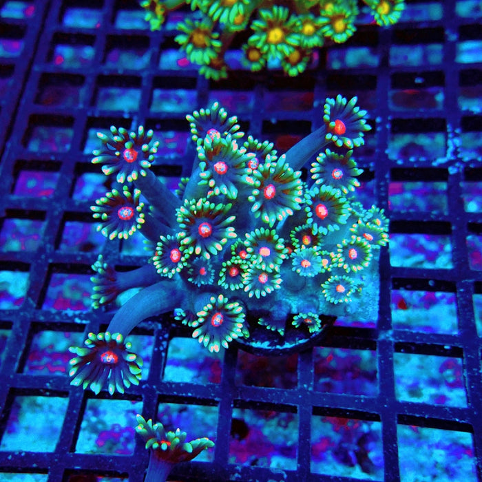 Goniopora Blue Red Middle XL Polyp