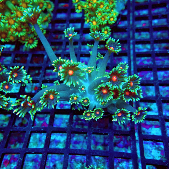 Goniopora Blue Red Middle XL Polyp