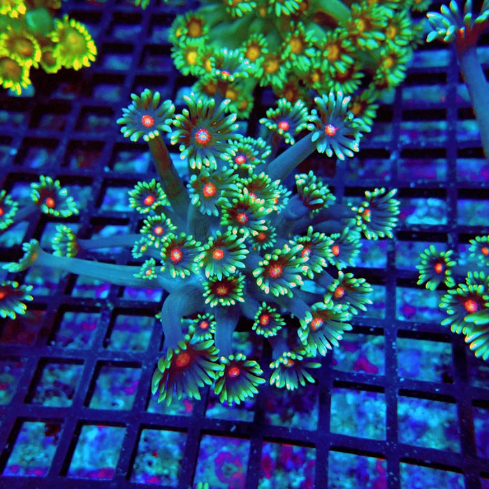 Goniopora Blue Red Middle XL Polyp