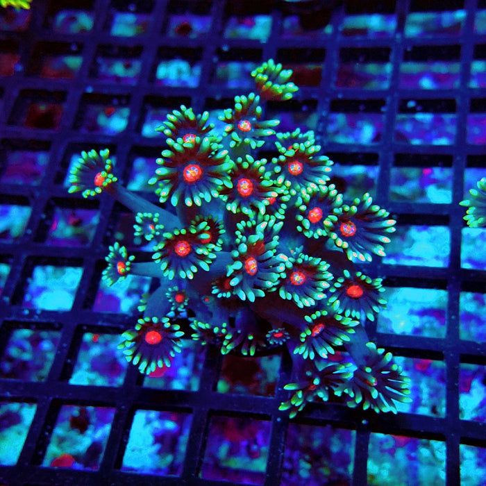 Goniopora Blue Red Middle XL Polyp