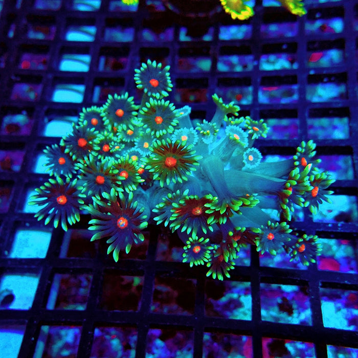 Goniopora Blue Red Middle XL Polyp