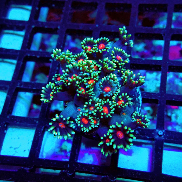 Goniopora Blue Red Middle XL Polyp