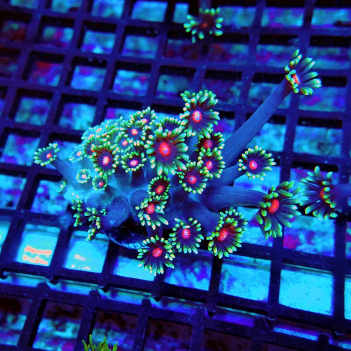 Goniopora Blue Red Middle XL Polyp