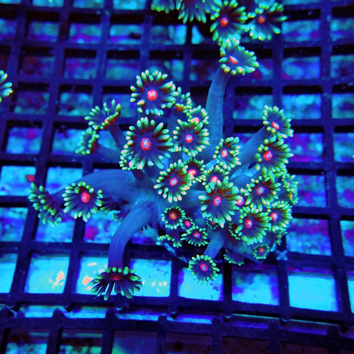 Goniopora Blue Red Middle XL Polyp