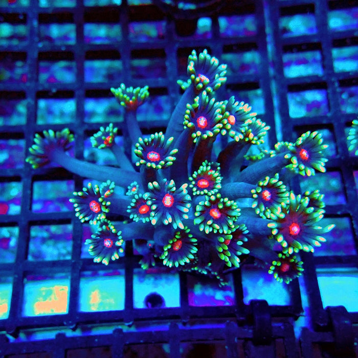 Goniopora Blue Red Middle XL Polyp