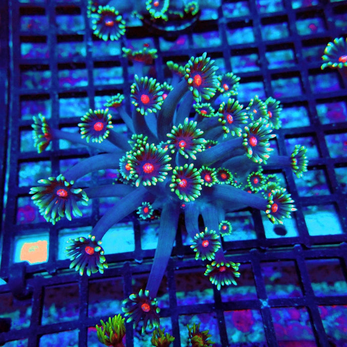 Goniopora Blue Red Middle XL Polyp