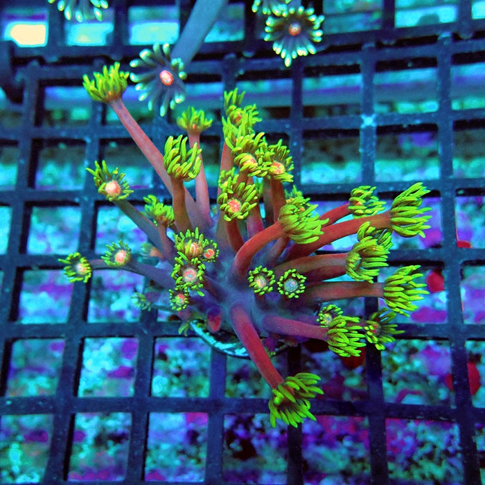 Goniopora Purple Green Pink Center XL Polyp