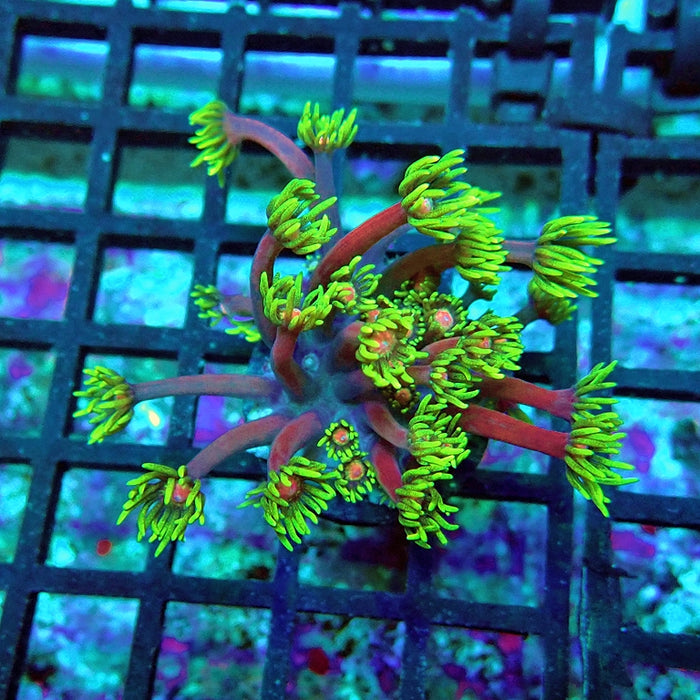 Goniopora Purple Green Pink Center XL Polyp