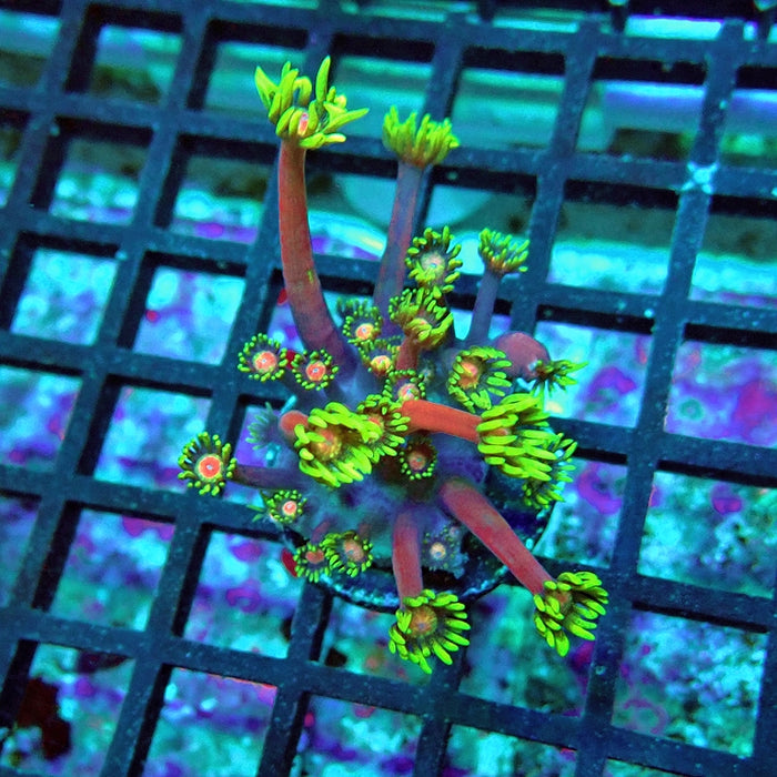 Goniopora Purple Green Pink Center XL Polyp