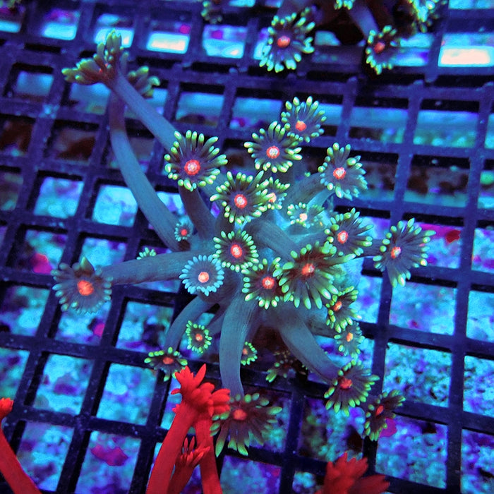 Goniopora Blue Red Middle XL Polyp