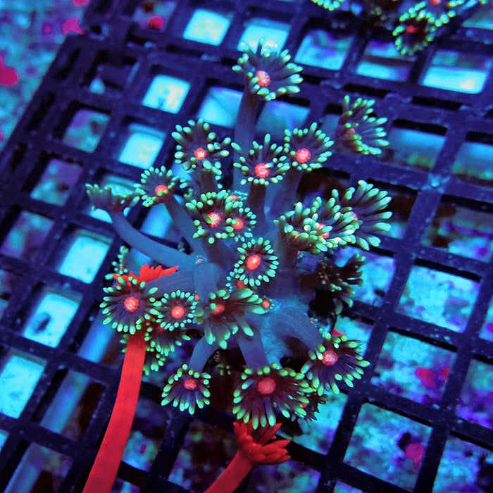 Goniopora Blue Red Middle XL Polyp