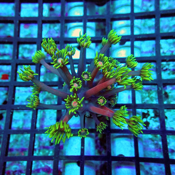 Goniopora Purple Green Pink Center XL Polyp