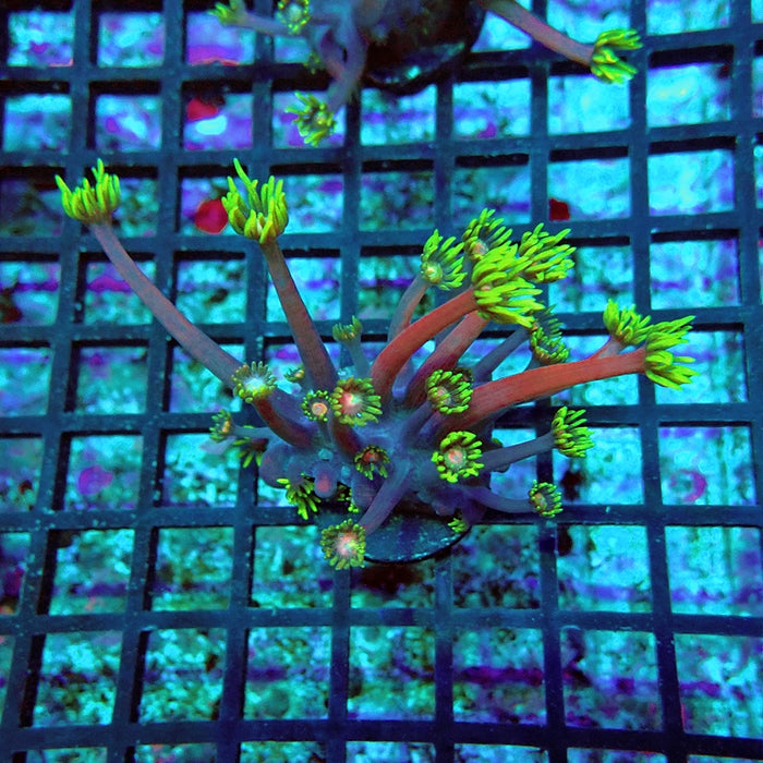 Goniopora Purple Green Pink Center XL Polyp